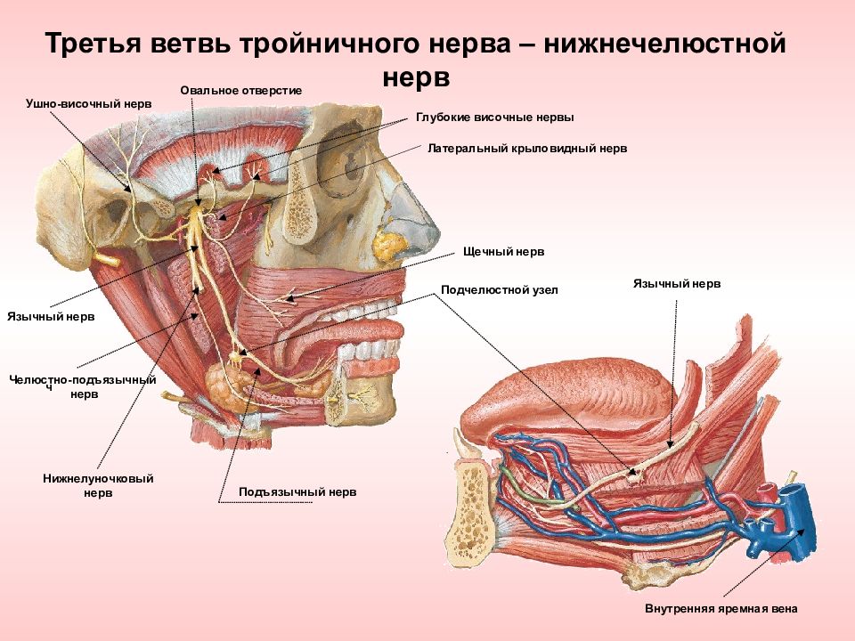 Тройничный нерв презентация анатомия