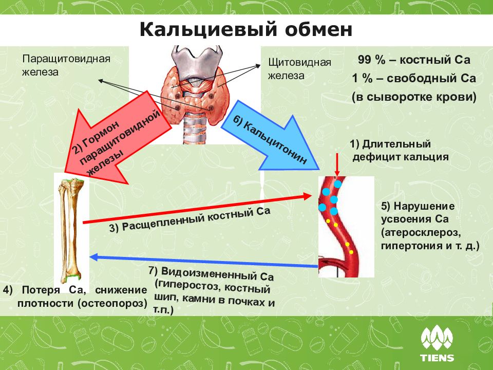 Фосфорно кальциевый обмен биохимия презентация