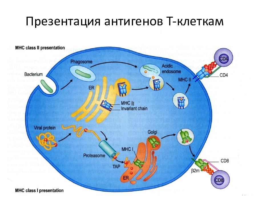 Презентация антигена иммунология