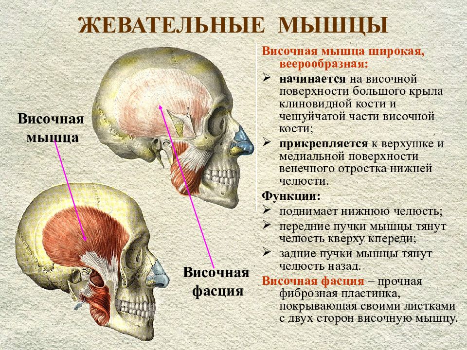 Височная мышца