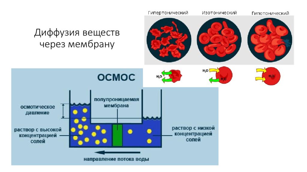 Диффузия мембраны. Диффузия через мембрану. Диффузия веществ через мембрану. Диффузия через мембранные. Диффузия через полупроницаемую мембрану.