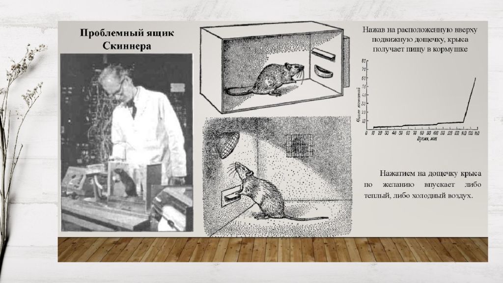 Оперантное научение скиннера. Скиннер оперантное научение эксперимент. Скиннер опыты с крысами. Проблемный ящик Скиннера. Скиннер ящик Скиннера.