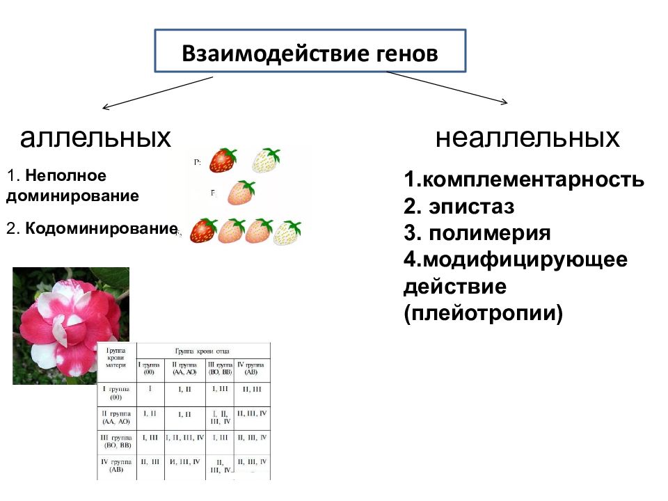 Взаимодействие генов схема