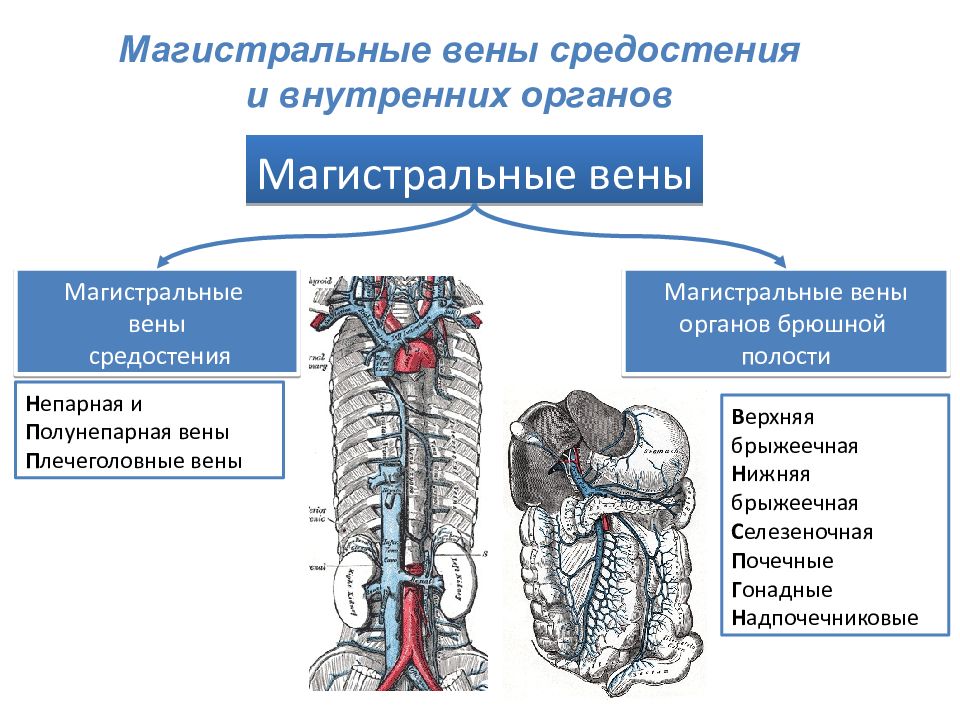 Вены анатомия презентация