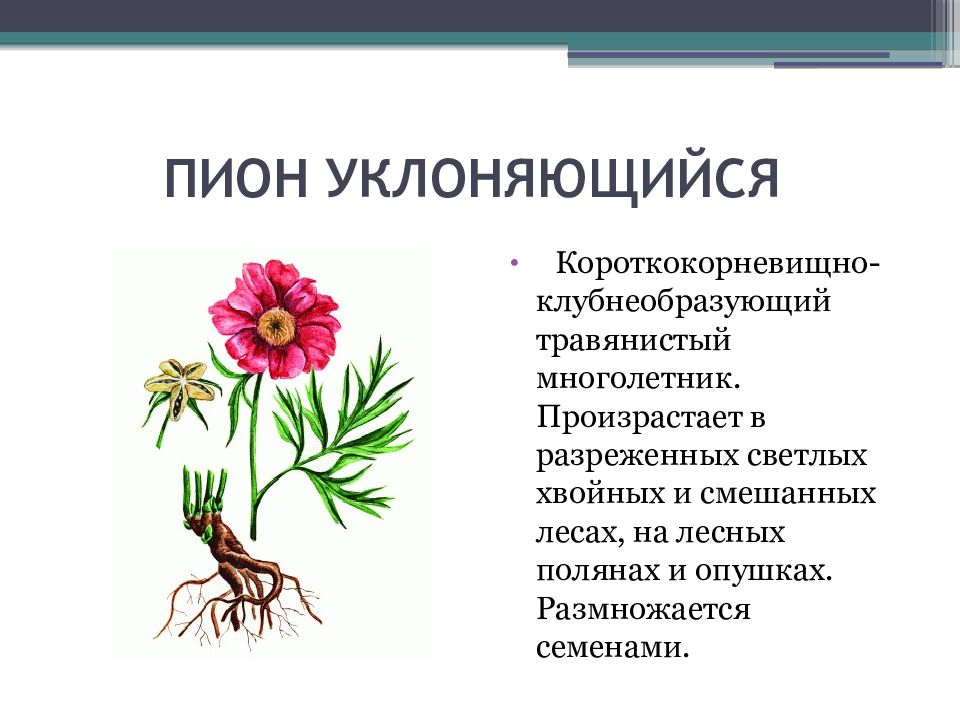 Пион уклоняющийся Ботанический рисунок. Пион уклоняющийся. Пион уклоняющийся красная книга Башкортостана.