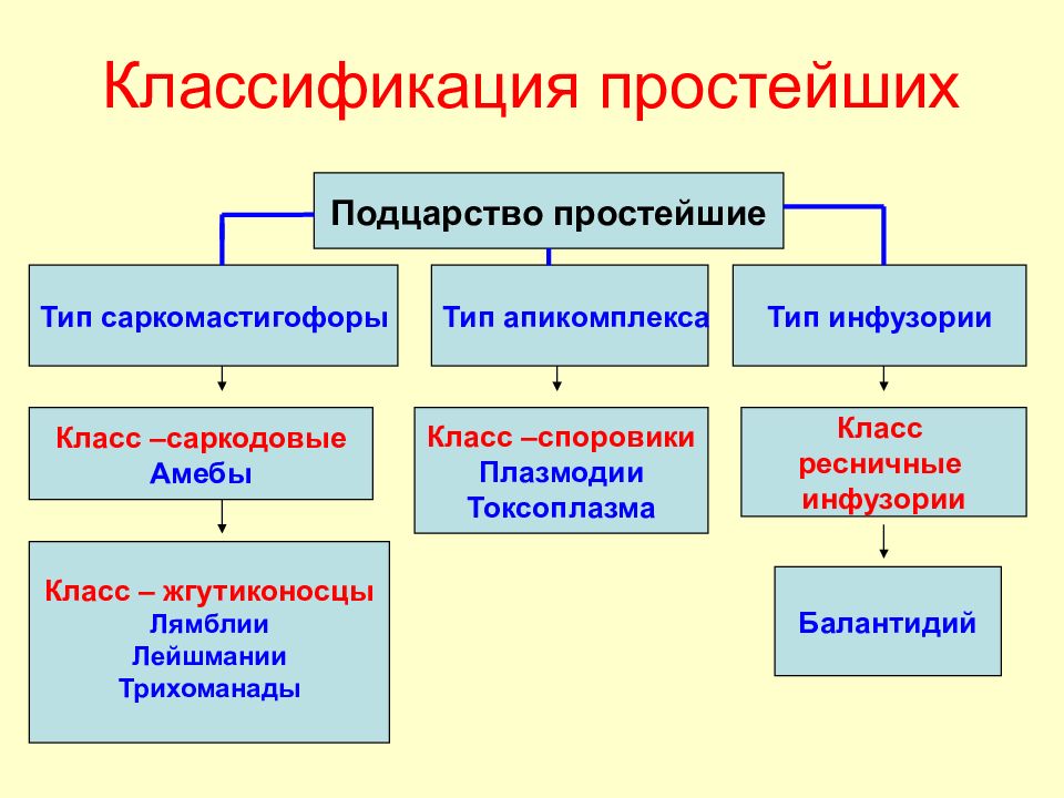 Медицинская протозоология презентация