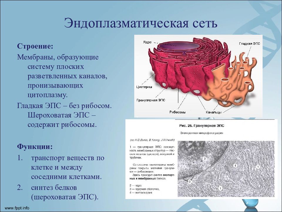 Эпс строение рисунок