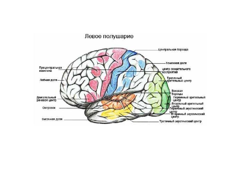 Борозды и извилины коры больших полушарий схема