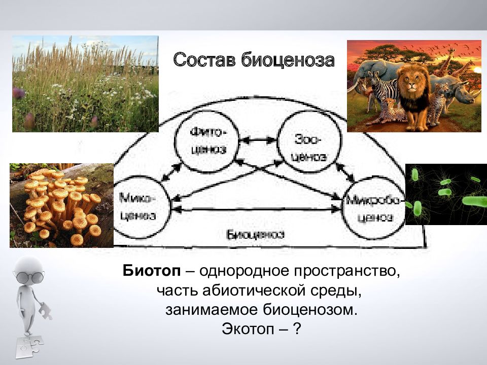 Колонофлор биоценоз. Экотоп и биотоп презентация. Абиотическая часть биоценоза. Состав и особенности биотопа. Биотоп и Экотоп это в экологии.