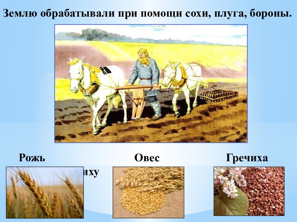 Какие зерновые культуры возделывали русские крестьяне. Земледелие в 16 веке в России. Земледелие крестьянство в начале 16 века. Земледелие в России в начале 16 века. Сельское хозяйство в 16 веке в России.