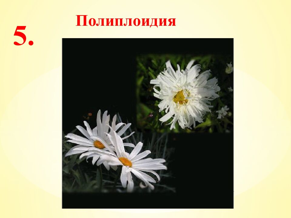 Экспресс-тест 1-й вариант 1. Случайное расхождение гомологичных хромосом при