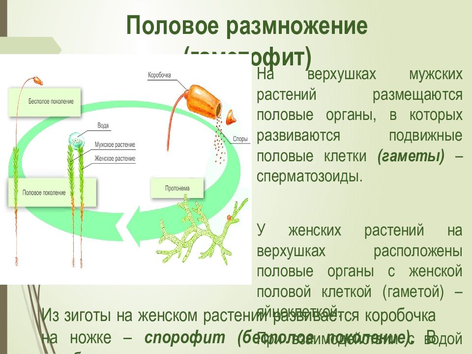 Из зиготы на женском растении развивается коробочка на ножке – спорофит (бесполое поколение). В коробочке созревают споры.