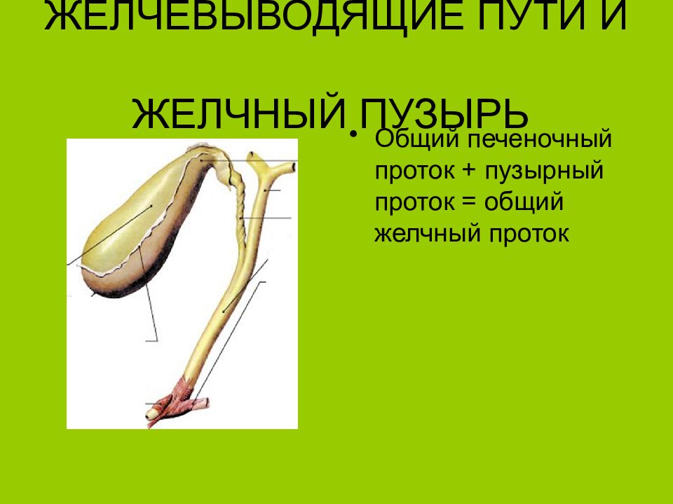 Желчный проток печени. Общий желчный проток. Анатомия желчевыводящих путей презентация.