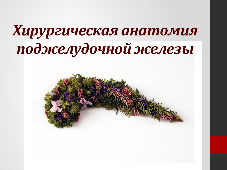 Хирургическая анатомия поджелудочной железы