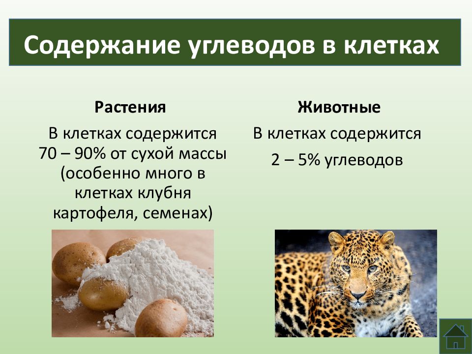 В каких организмов находится. Углеводы в клетках животных и растений. Строение углеводов биология. Презентация по биологии углеводы. Углеводы презентация биология.