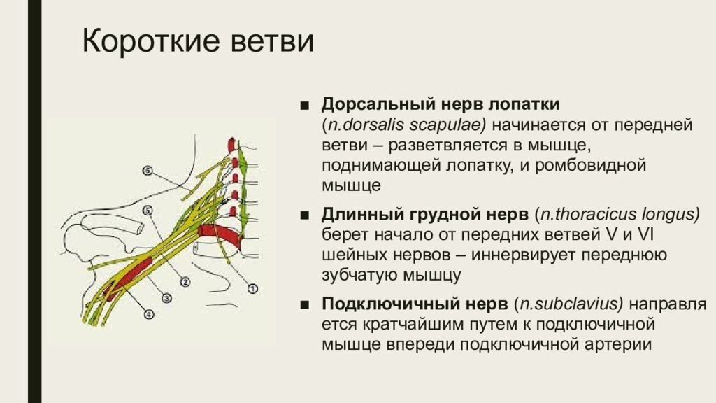 Что такое нерв. Короткие ветви плечевого сплетения. Короткие мышечные ветви плечевого сплетения. Плечевое сплетение дорсальный нерв лопатки. Короткие нервы плечевого сплетения.