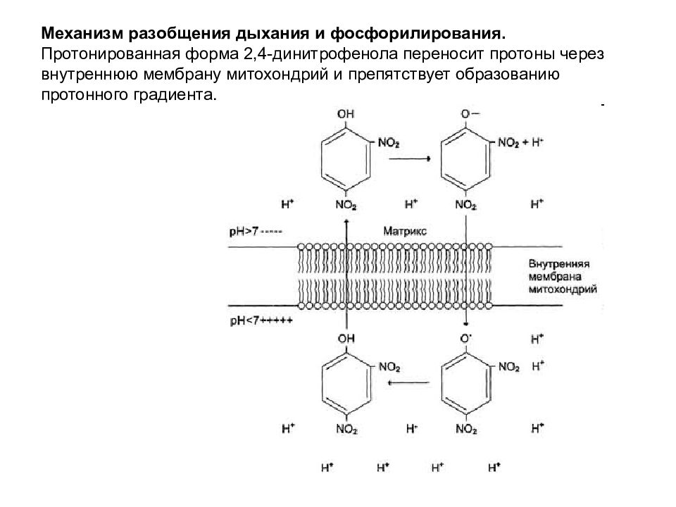 Через внутреннюю. Механизм токсического действия 2 4 динитрофенола. Механизм действия 2 4 динитрофенола. Механизм действия 2 4 динитрофенола биохимия. 2 4 Динитрофенол механизм действия биохимия.