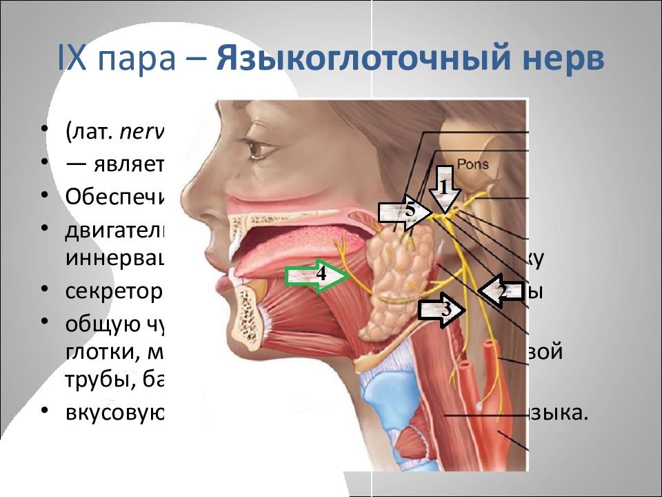 Языкоглоточный нерв находится. Чувствительные ветви языкоглоточного нерва. Анатомия языкоглоточного нерва. IX пара, языкоглоточный нерв. Языкоглоточного нерва иннервирует.