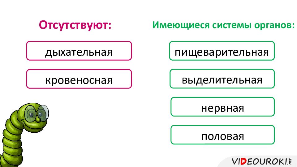 Имеющиеся системы органов: