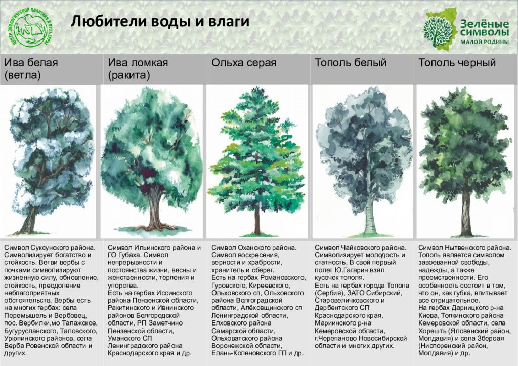 Деревья Ленинградской Фото И Названия
