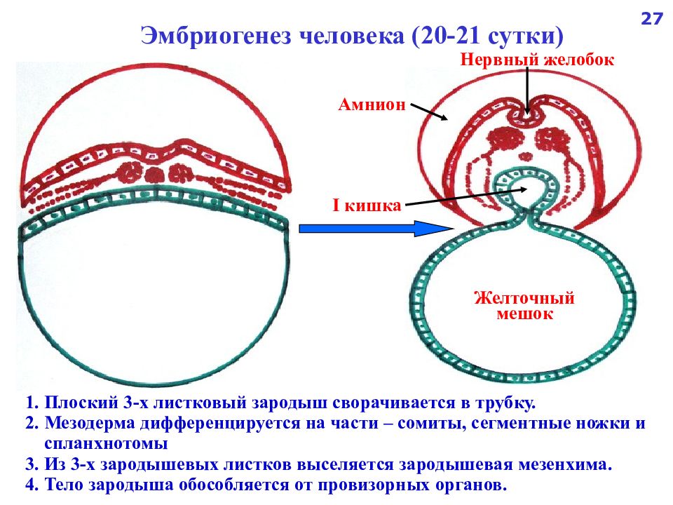 Образование кишечной трубки закладка нервной трубки формирование