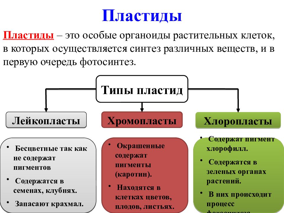 Фото КЛАССИФИКАЦИЯ ПЛАСТИД