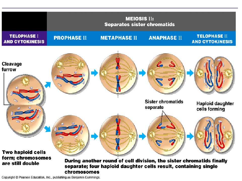 Деление клеток мейоз 1. Cell Division Meiosis. Мейоз 1. Meiosis Stages. Триггер к мейозу.