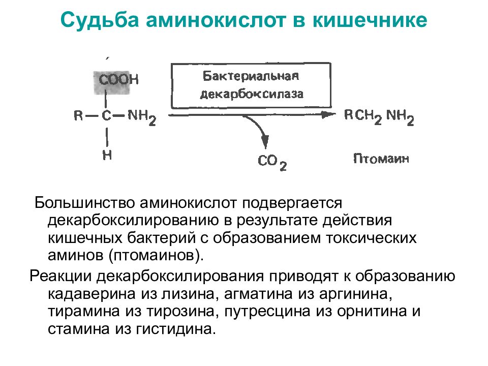 Превращение аминокислот в белки. Судьба аминокислот. Превращение аминокислот в толстом кишечнике. Токсичность Аминов. Судьба аминокислот после всасывания.