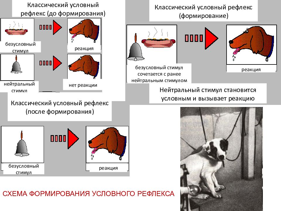 Формирование рефлексов. Условный рефлекс стимул реакция. Формирование условного рефлекса. Классический условный рефлекс. Зоопсихология презентация.