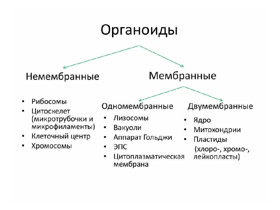 Каким номером на рисунке обозначены органоиды простейших относящиеся к немембранным