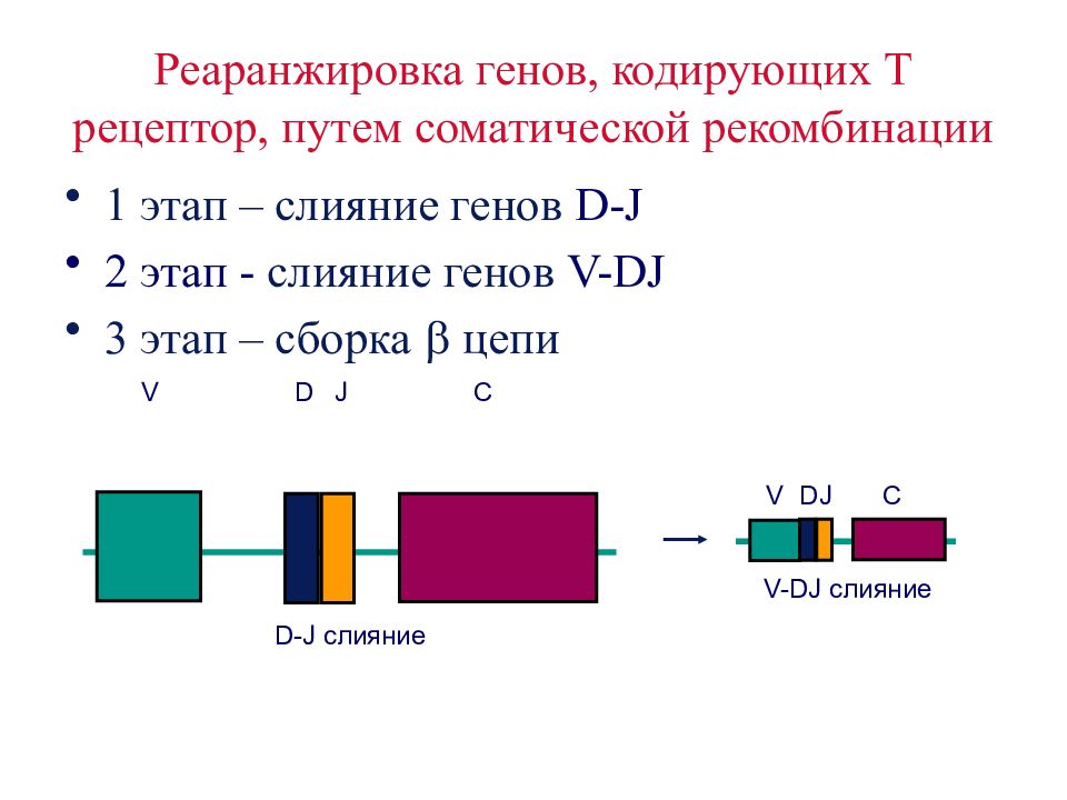 Кодирующая цепь гена. Схема перестройки генов кодирующих т клеточный Рецептор. Реаранжировка т клеточного рецептора. Реаранжировка генов иммуноглобулинов. Перестройка генов иммуноглобулинов.