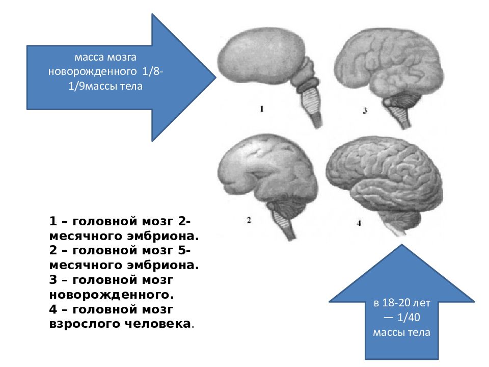 Мозга взрослого человека. Строение головного мозга новорожденного. Характеристика новорожденного ребенка нервная система. Афо ЦНС У новорожденных. Строение головного мозга у новорожденных.