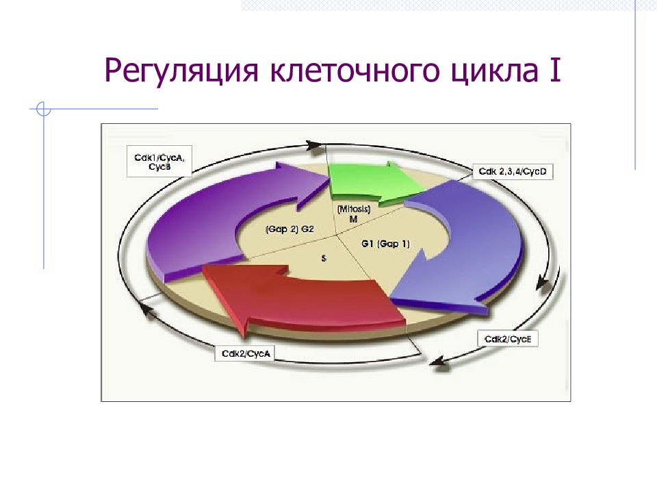 Регуляция клетки