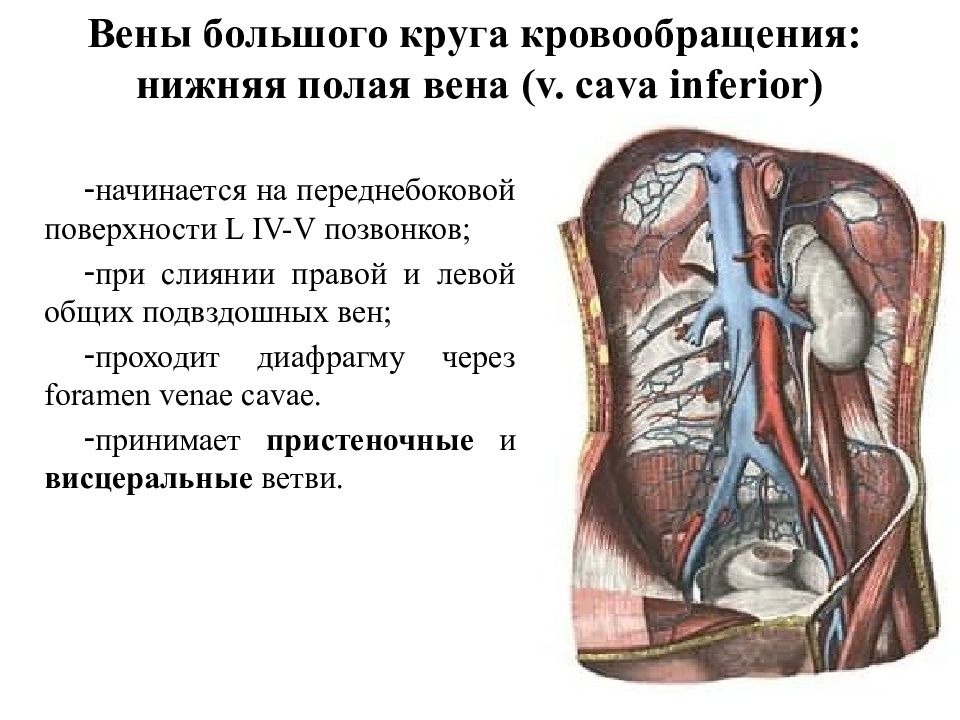 Нижней полой вены и подвздошных вен. Верхняя полая Вена анатомия. Верхняя и нижняя полые вены. Нижняя полая Вена круг кровообращения.