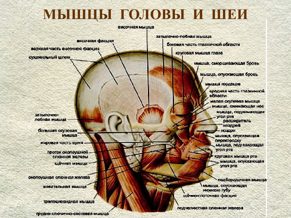 Мозг затылок. Мышцы головы и шеи анатомия. Анатомия мышц головы и шеи человека. Голова строение головы человека.