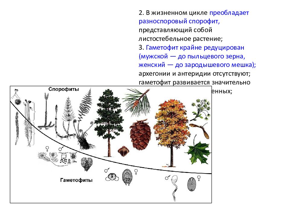 Описание гаметофита. Жизненные циклы растений гаметофит и спорофит. Разноспоровые гаметофиты. В жизненном цикле преобладает спорофит. В жизненном цикле преобладает гаметофит.