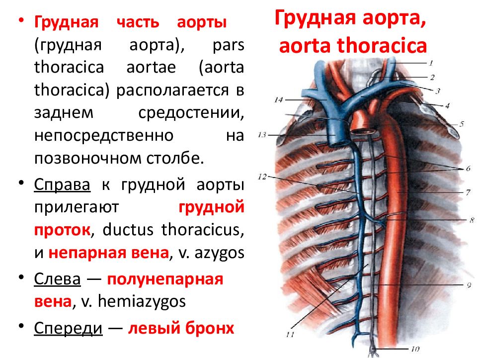 Картинки грудная аорта