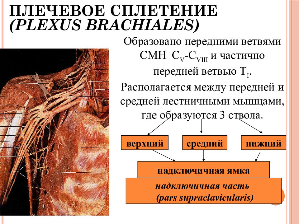 Плечевое сплетение презентация