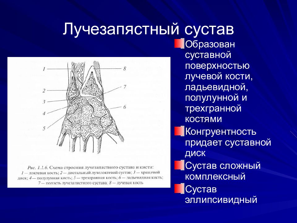 Лучезапястный. Лучезапястный сустав анатомия строение. Лучезапястный сустав строение форма функция. Суставные поверхности лучезапястного сустава. Кости, образующие лучезапястный сустав.