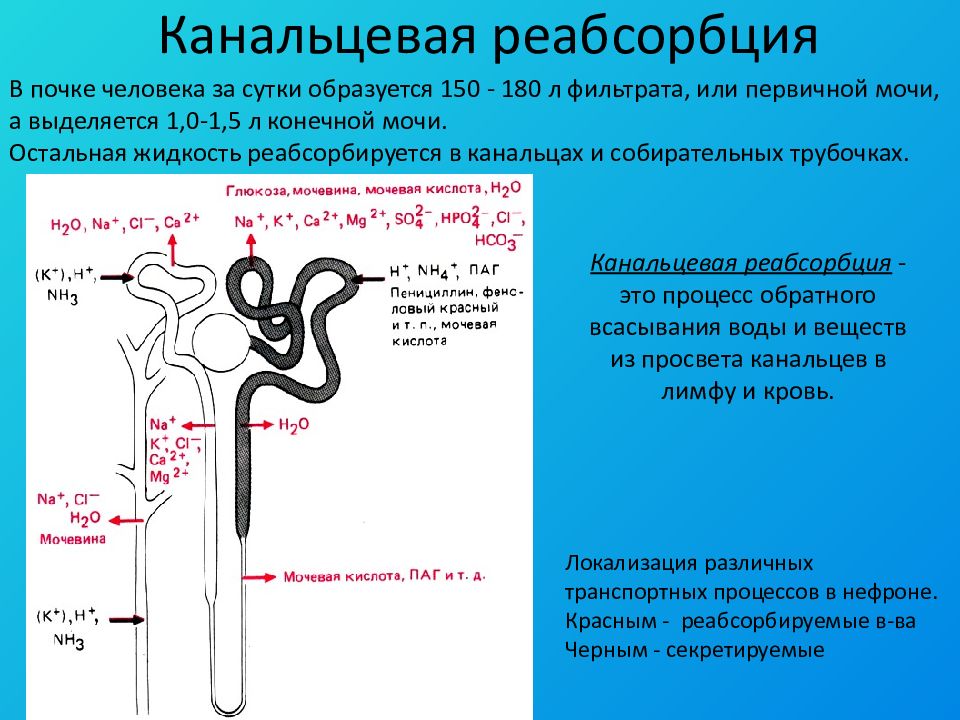 Опишите работу нефрона по следующему плану как плазма крови попадает в каналец нефрона какие кратко