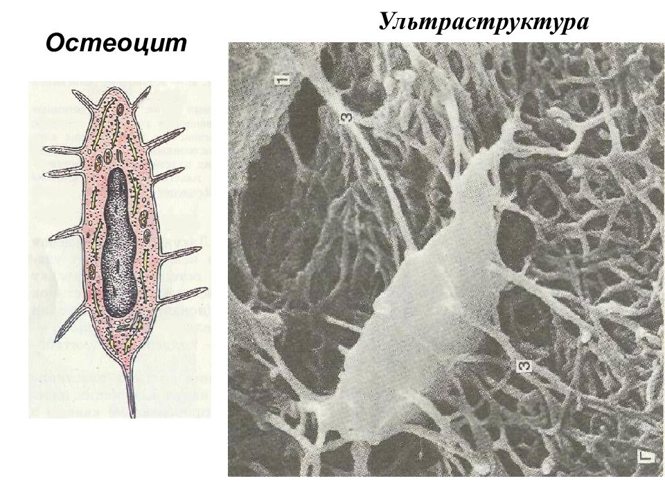 Изображенная на рисунке ткань является основой скелета