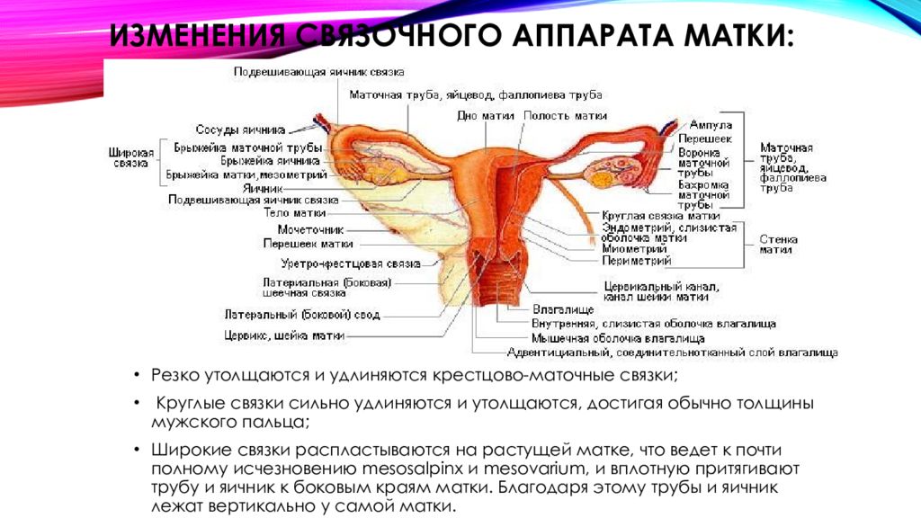 Маточных связки матки