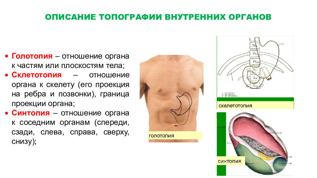 Голотопия скелетотопия синтопия. Топография органов. Голотопия органов. Синтопия голотопия скелетотопия органов пищеварения. Основные понятия топографии органов.