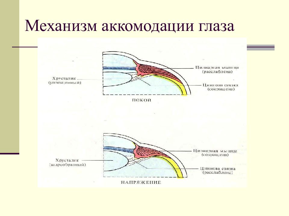 Аккомодация глаза. Механизм аккомодации хрусталика. Аккомодация глаза физиология. Аккомодация ее физиологические механизмы. Механизм аккомодации глаза физиология.