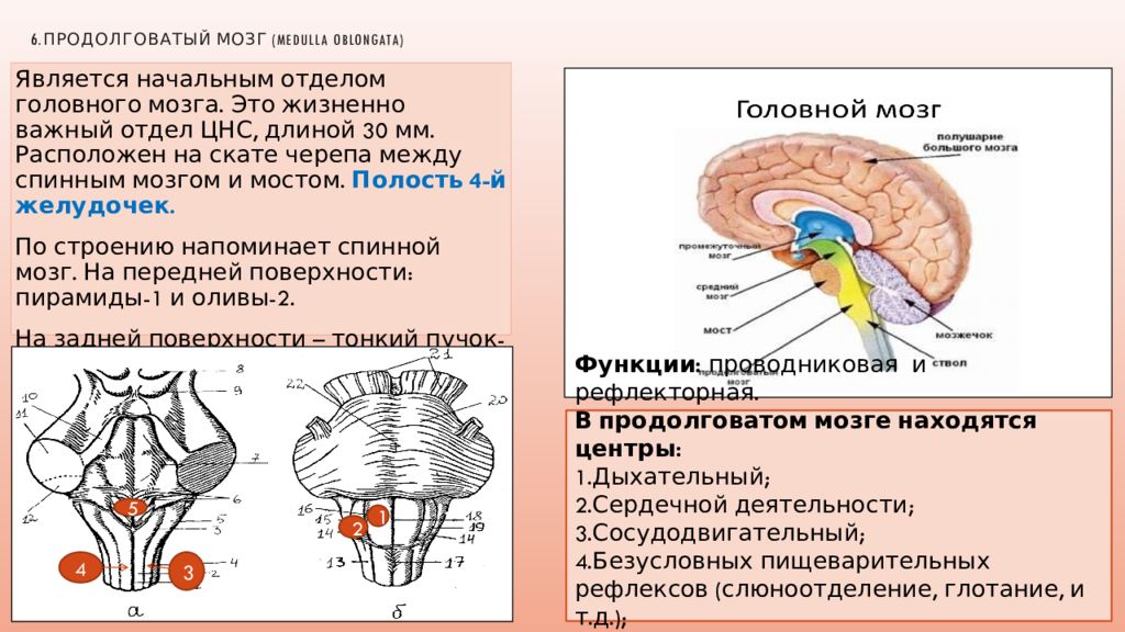 Продолговатый строение анатомия