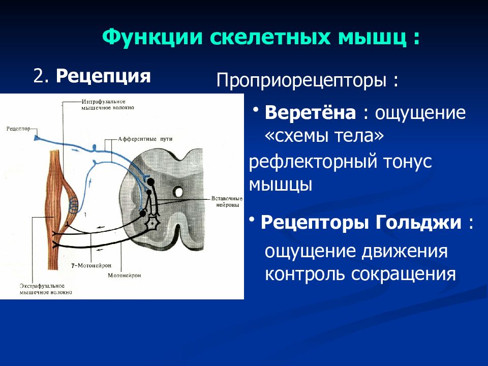 Функции скелетных мышц. Проприорецепторы мышечные веретена. Роль проприорецепторов скелетных мышц. Физиология скелетных мышц. Проприорецепторы мышц ,мышечные веретена сухожильные рецепторы.