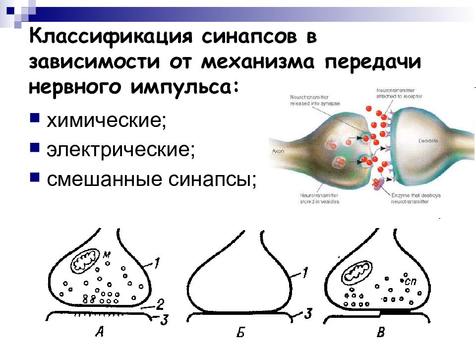 Схема химического синапса