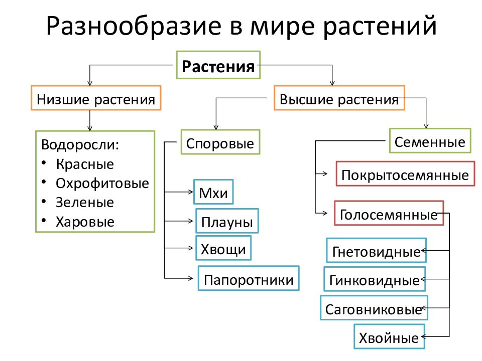 Высшие низшие растения схема