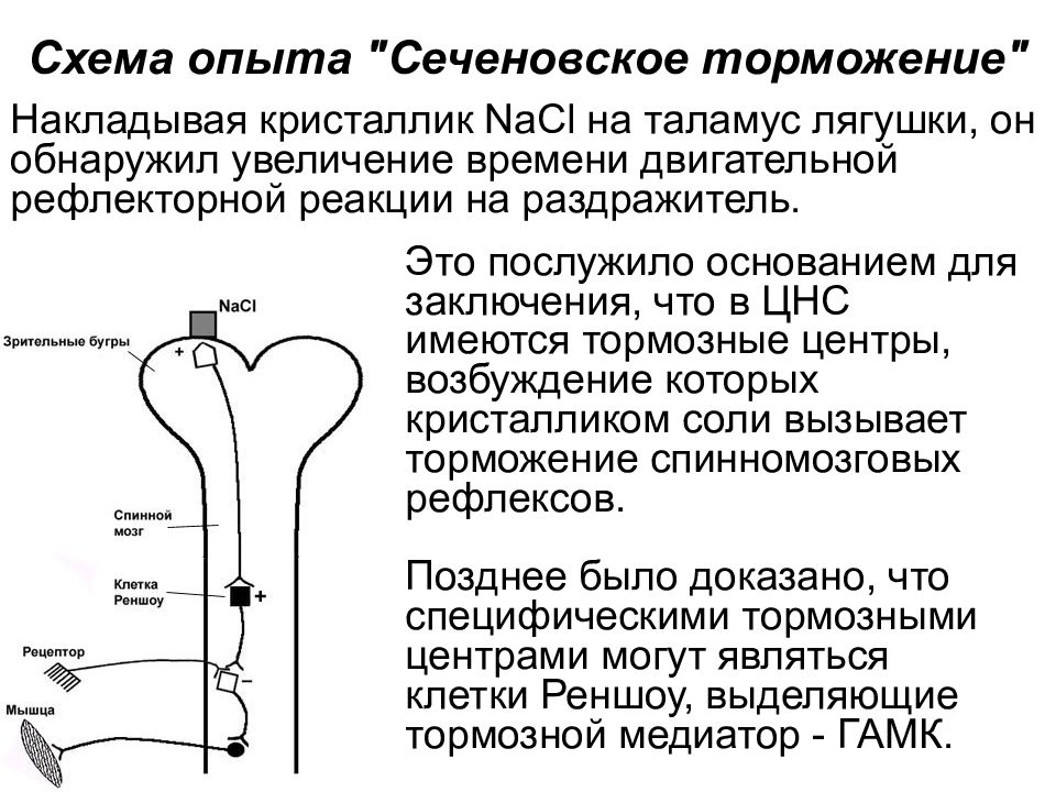 Схема торможения мотонейронов дуги сгибательного рефлекса в опыте сеченова