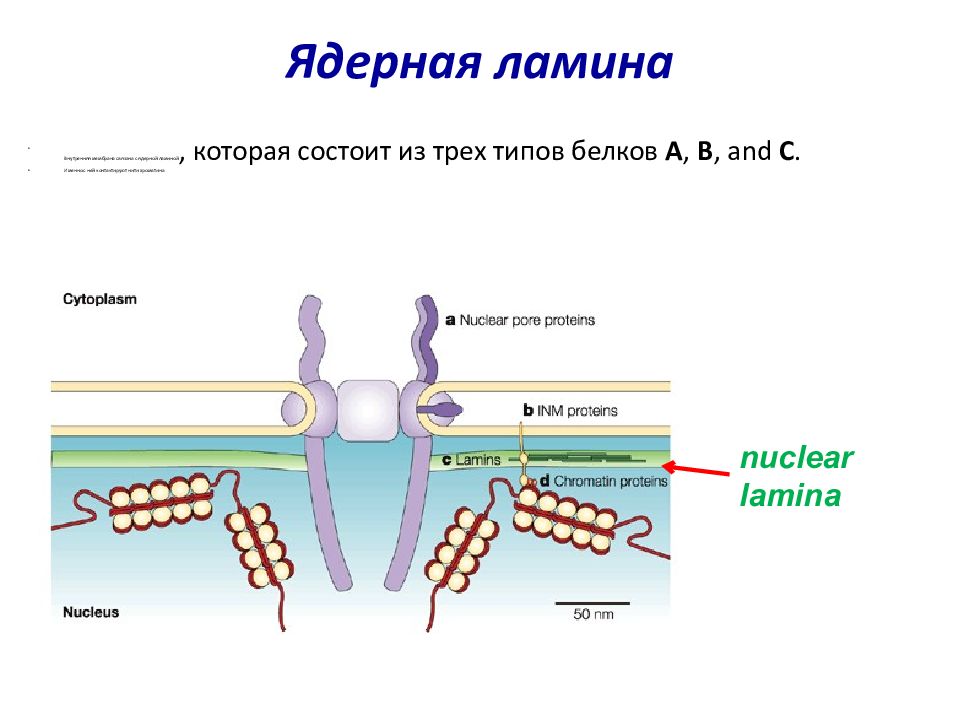 Белки ядерных пор. Ядерная ламина. Ламин белок. Функции ядерной ламины.